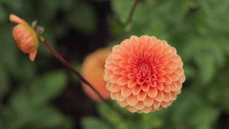 dahlia flower at morning light in green garden