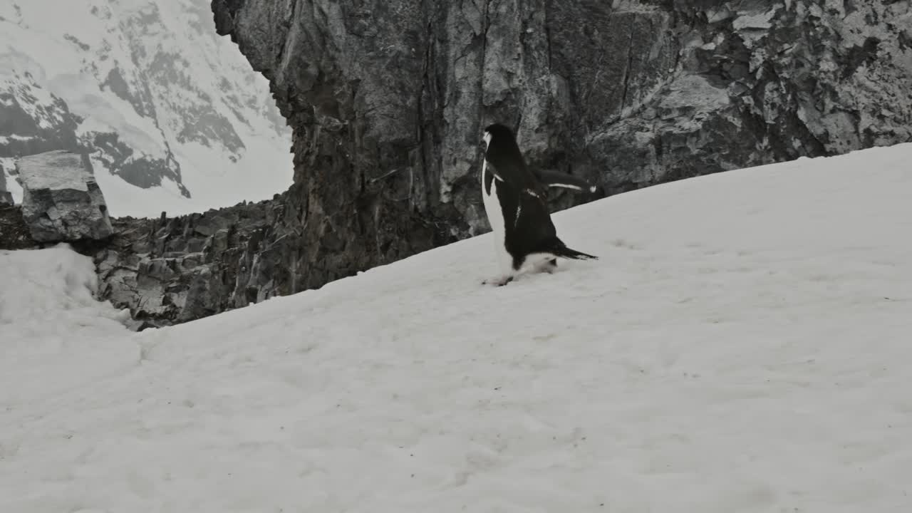 el pingüino divertido lucha por caminar sobre la nieve y el hielo para llegar a la colonia en la cima de la colina