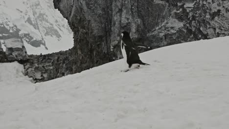 Der-Lustige-Pinguin-Kämpft-Darum,-über-Schnee-Und-Eis-Zu-Laufen,-Um-Die-Kolonie-Oben-Auf-Dem-Hügel-Zu-Erreichen