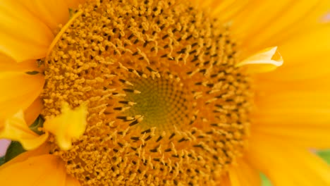 Yellow butterfly lands and moves on sunflower center, vibrant petals, natural sunlight, close-up shot