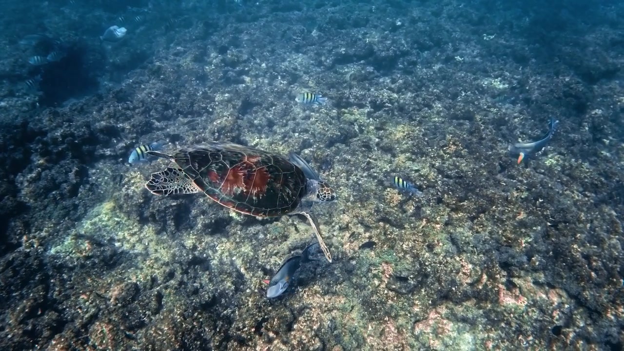 Sea turtle dives to look for food