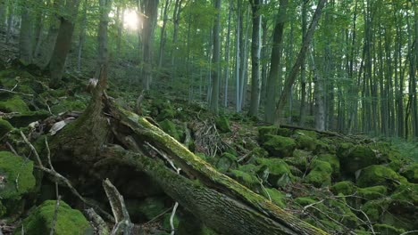 a sunny summer forest with sunlight breaking through the branches