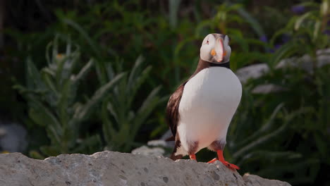 pride atlantic puffin bird landing on a rock in close up at sunset