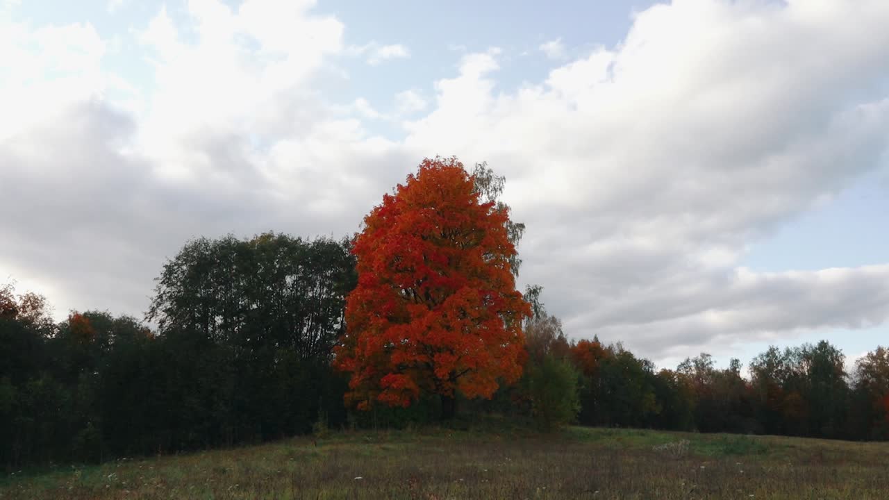 Vibrant Autumn Tree in a Field