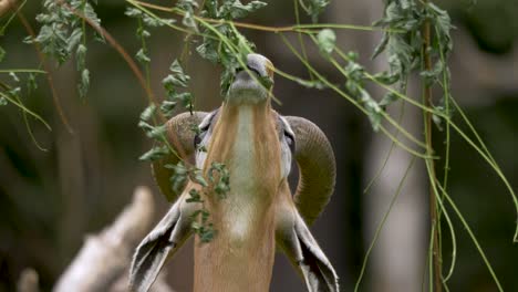 Extreme-Nahaufnahme-Einer-Giraffengazelle,-Die-Sich-Von-Einem-Ast-Ernährt