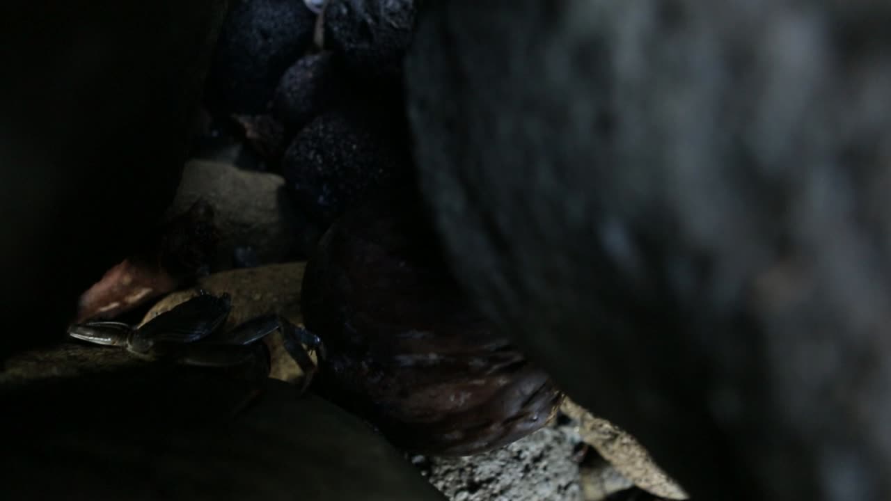 Hidden nature of crabs on the Pitcairn Island