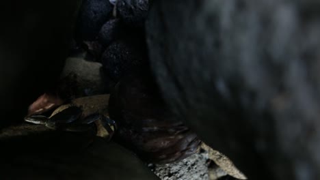 hidden nature of crabs on the pitcairn island