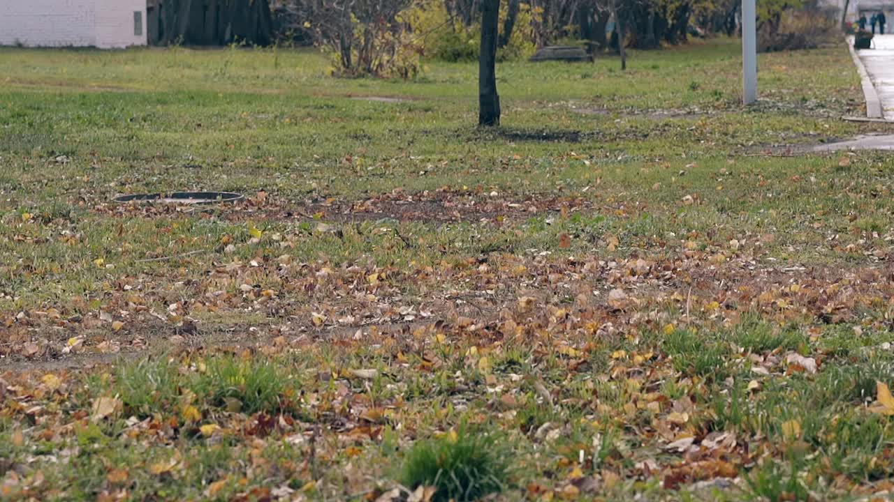 wind blows fallen leaves across big green lawn in park
