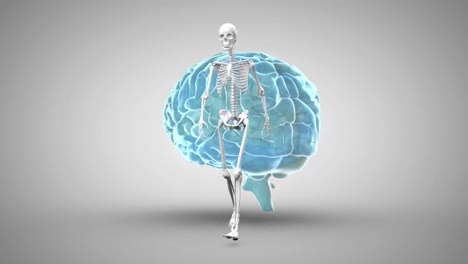 animación digital del esqueleto humano caminando sobre el cerebro humano girando contra un fondo gris