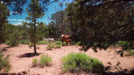 Wide-shot-of-a-mule-deer-nursing-its-calf