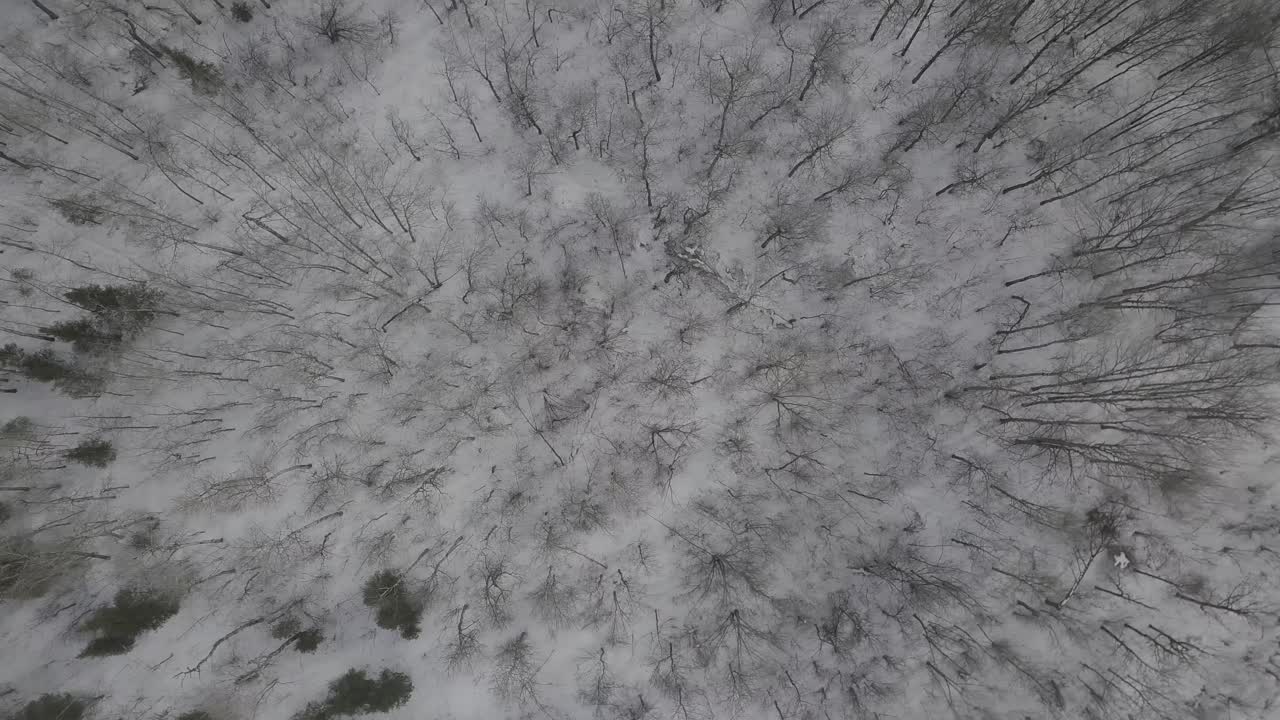 Panoramica aerea con drone sulla chioma della foresta e su un lago ghiacciato in inverno