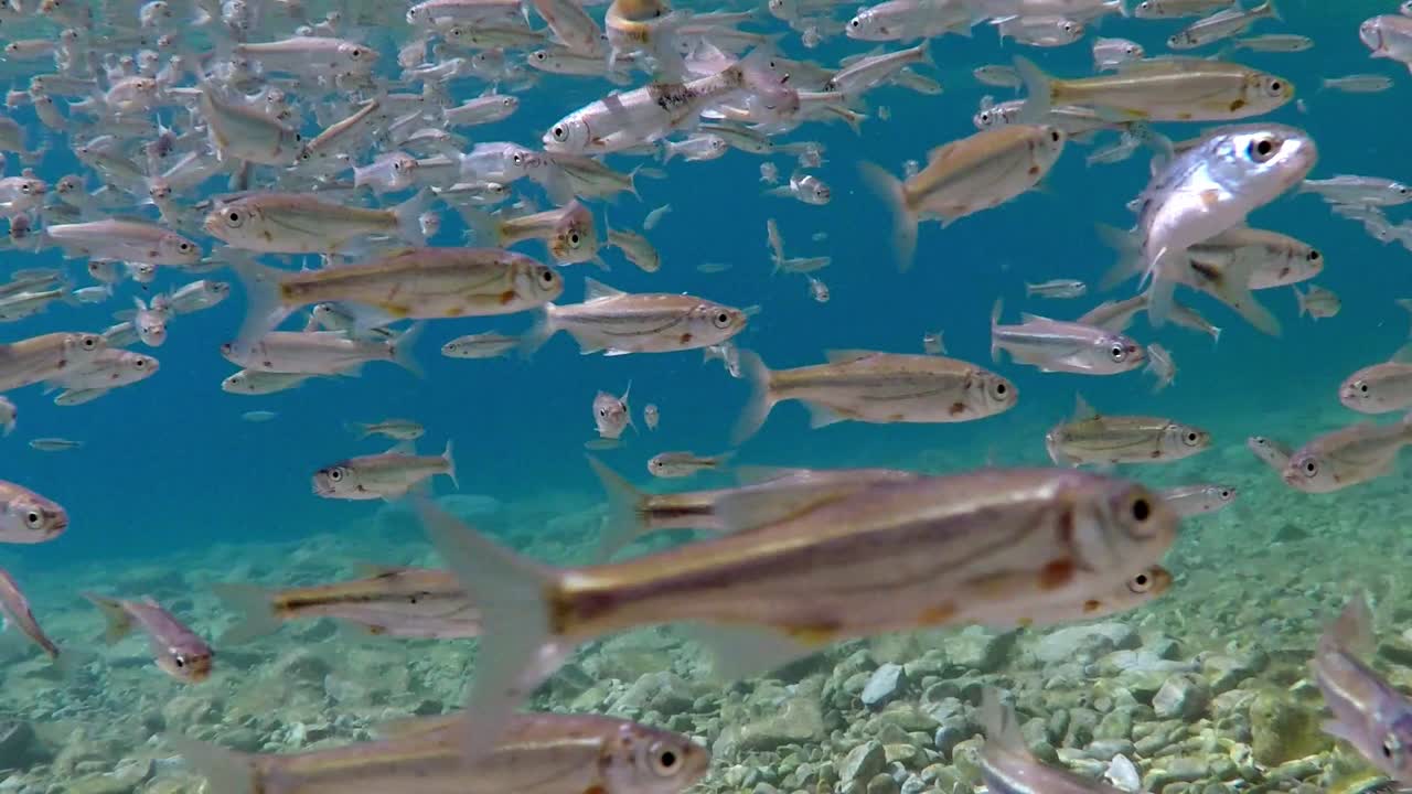 남부 유럽의 마케도니아 호수 오흐리드에서 모든 방향으로 얕은 물에서 헤엄치는 작은 물고기 떼, 슬로우 모션으로 촬영