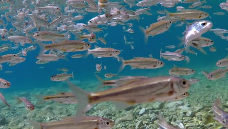 Swarm-of-small-fish-swimming-in-shallow-water-in-all-directions-in-Macedonian-Lake-Ohrid-in-Southern-Europe,-shot-in-slow-motion