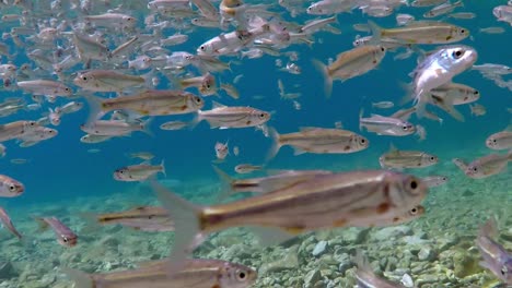 swarm of small fish swimming in shallow water in all directions in macedonian lake ohrid in southern europe, shot in slow motion