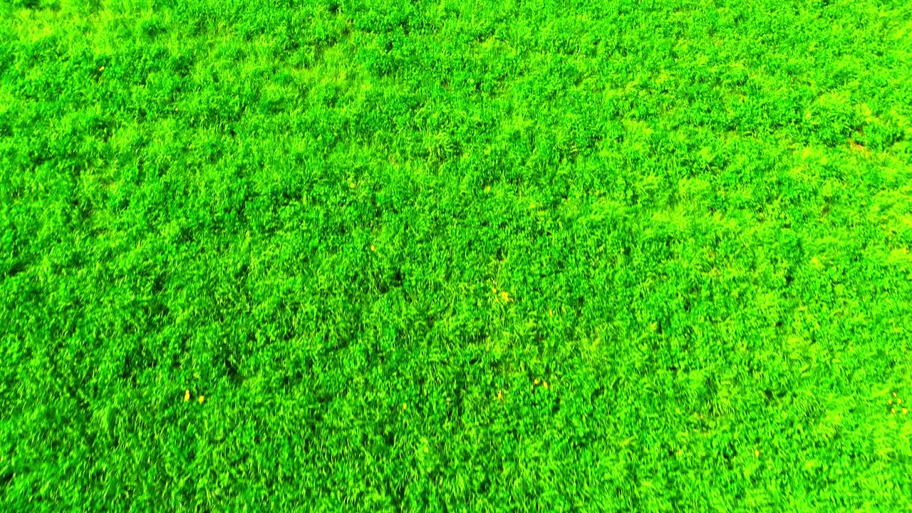 끝없는 울창한 녹색 풀: 위에서 풍부한 자연의 질감