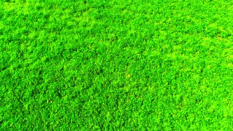 Endless-Lush-Green-Grass-Field:-A-Rich-Texture-of-Nature-from-Above