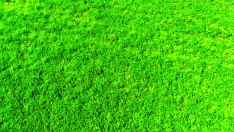 interminable campo de hierba verde exuberante: una rica textura de la naturaleza desde arriba