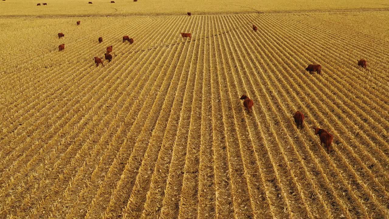 hermosa antena de drones sobre campos agrícolas con vacas al atardecer en la zona rural de nebraska 2