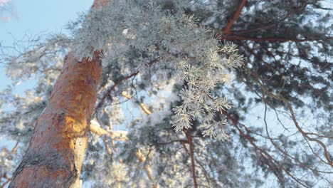 low angle close up of pine tree trunk with frozen needles, sunny morning