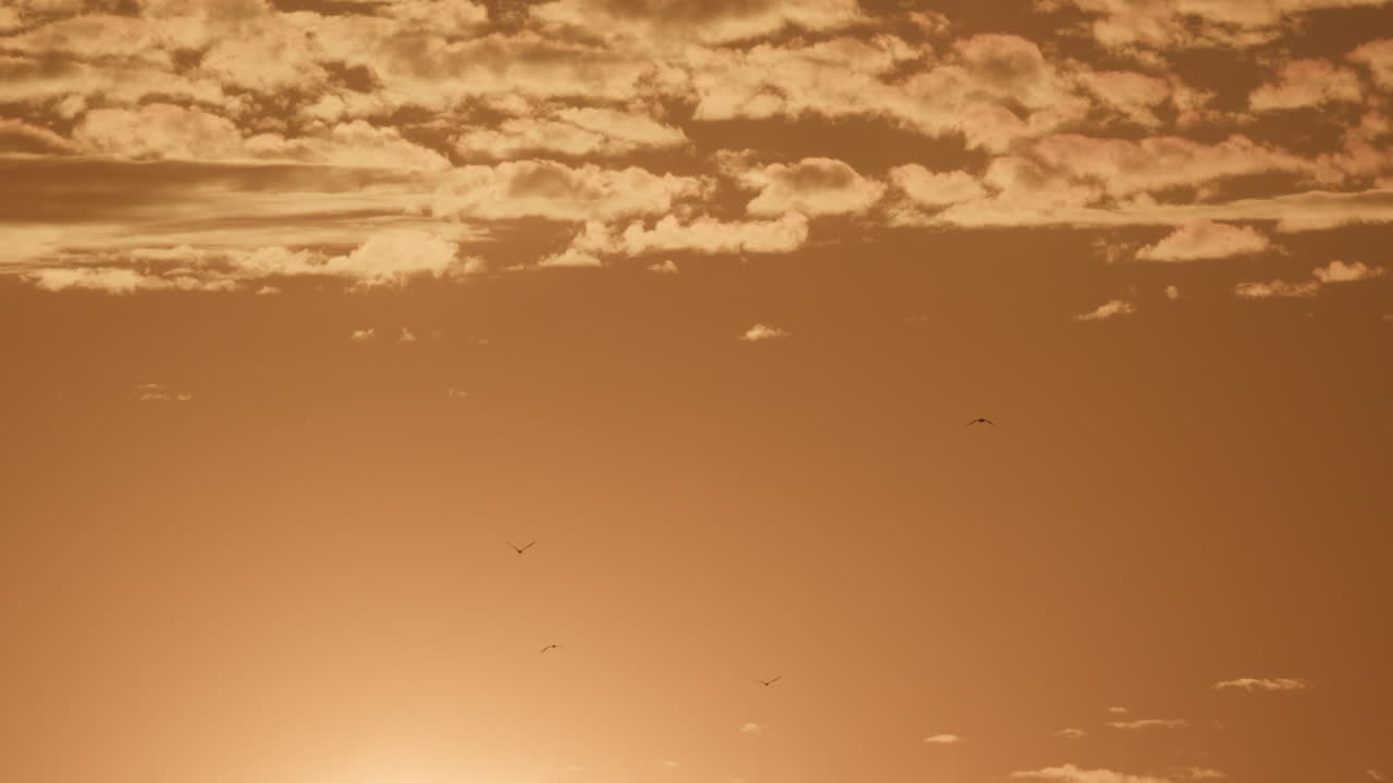 hermosa puesta de sol dorada con pájaros en el cielo