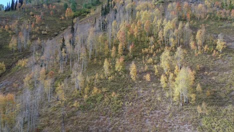 A-rocky-mountain-aspen-grove-in-fall-colors,-4k-60fps,-near-Buena-Vista-Colorado