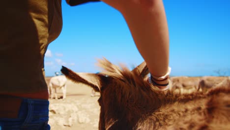 Jovencita-Acariciando-Suavemente-Y-Jugando-Con-Un-Hermoso-Burro-Marrón-En-El-Campo-De-Bonaire,-Caribe