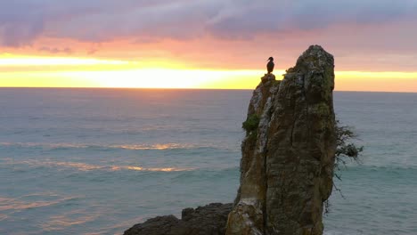 aquatic bird cormorant on top of cathedral rocks against golden sunset sky in new south wales, australia