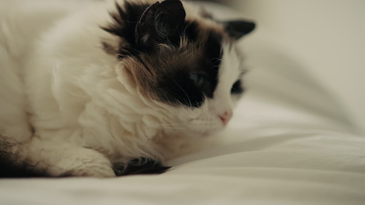 White Cat Yawning In Bed
