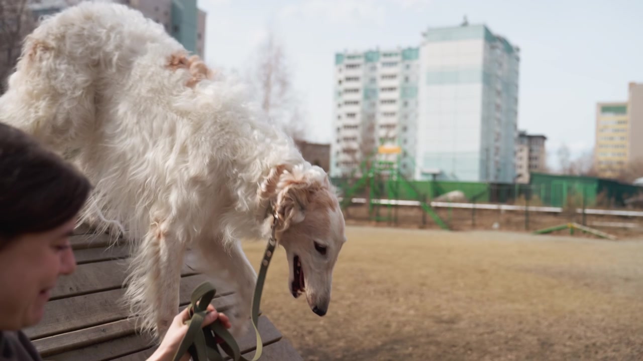 Cane bianco dal pelo lungo segue il suo padrone attraverso un parco all'aperto, arrampicandosi su ostacoli di legno. La scena presenta edifici urbani sullo sfondo ed elementi naturali come alberi e terreno sterrato.