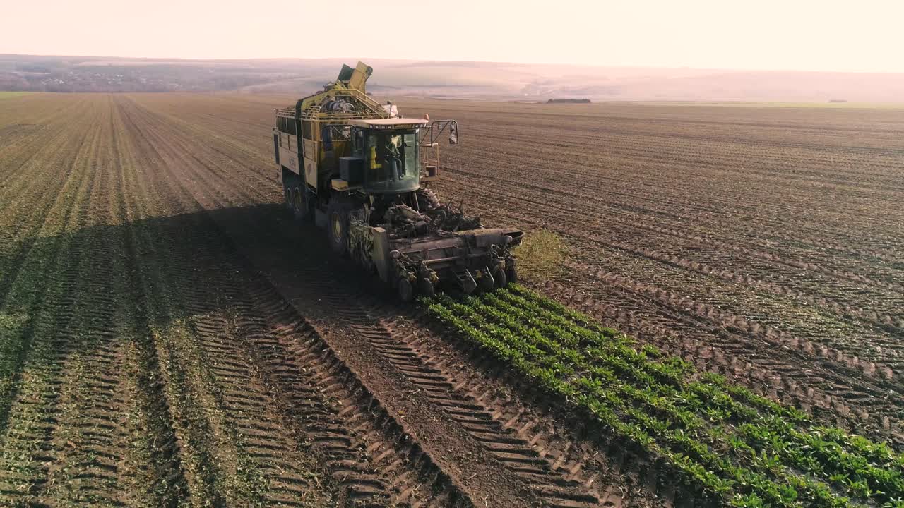 proceso de cosecha de la raíz de remolacha azucarera, luz solar. aérea.