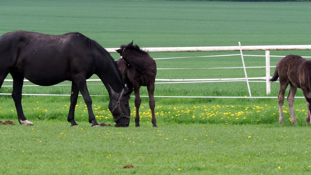 caballo kladrubio negro, yegua con potro