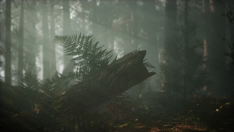 Morning-with-Fog-in-Sequoia-National-Park