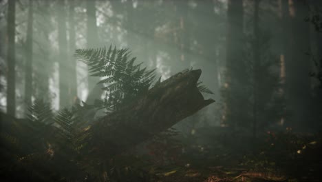mañana con niebla en el parque nacional de la secuoya