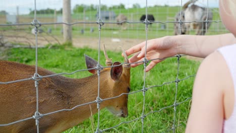 mom and baby visiting a petting zoo. mom gently pets the head of a chinese muntjac deer