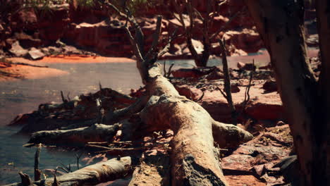trees near colorado river in grand canyon