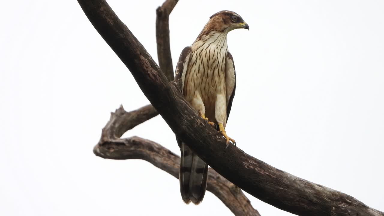 águila en el árbol uhd mp4 4k video.