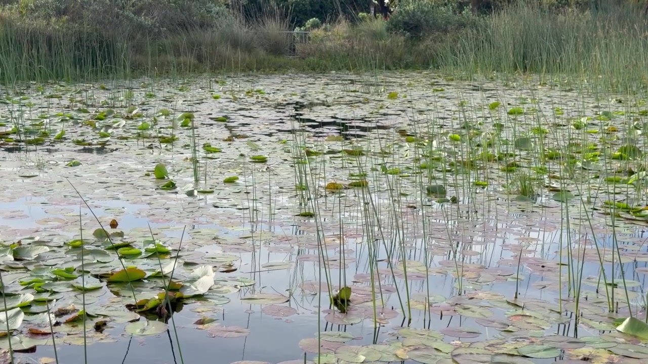 Superficie tranquilla di uno stagno coperta da ninfee sparse, con canne alte e sottili che si ergono nell'inquadratura e i loro riflessi specchiati nell'acqua immobile sotto un cielo coperto.