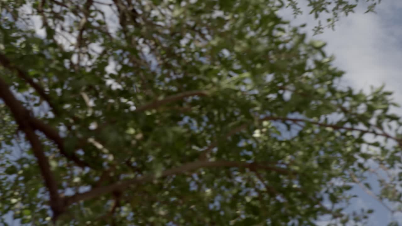 해리스의 매가 비행 중 먹이를 잡는 슬로우 모션