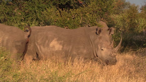 Südliches-Breitmaulnashorn-Macht-Seinen-Stuhlgang,-Während-Andere-Daneben-Stehen,-Goldene-Stunde