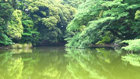 the view of the lake with tree reflection