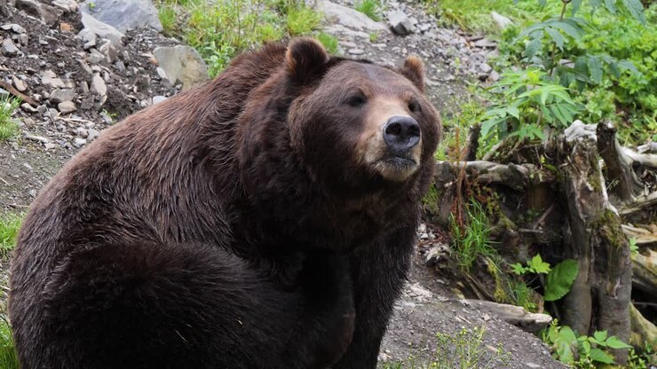 Giant brown bear male scratching himself