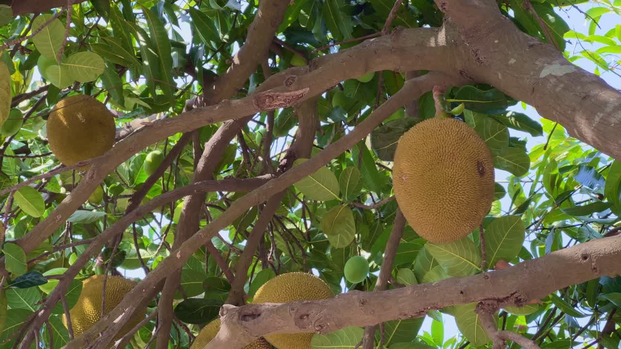 jackfruit growing on a tree in an orchard with a large, oval shaped fruit