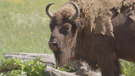 primer plano del bisonte europeo en el prado arrojando su pelaje de invierno peludo