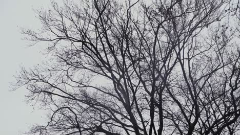 bare beech treetop swaying in strong wind in autumn