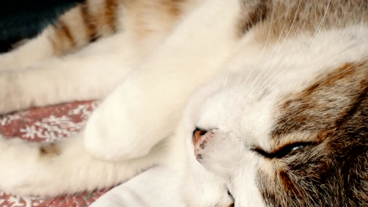 집안 고양이가 베개 근처에서 축복받은 잠을 자고 있습니다.