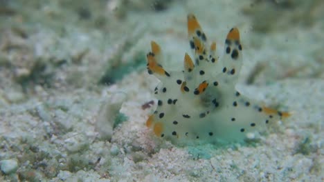 Spotted-Pikachu-Thecacera-Pacifica-Nudibranch-Moves-Quickly-Over-Sand