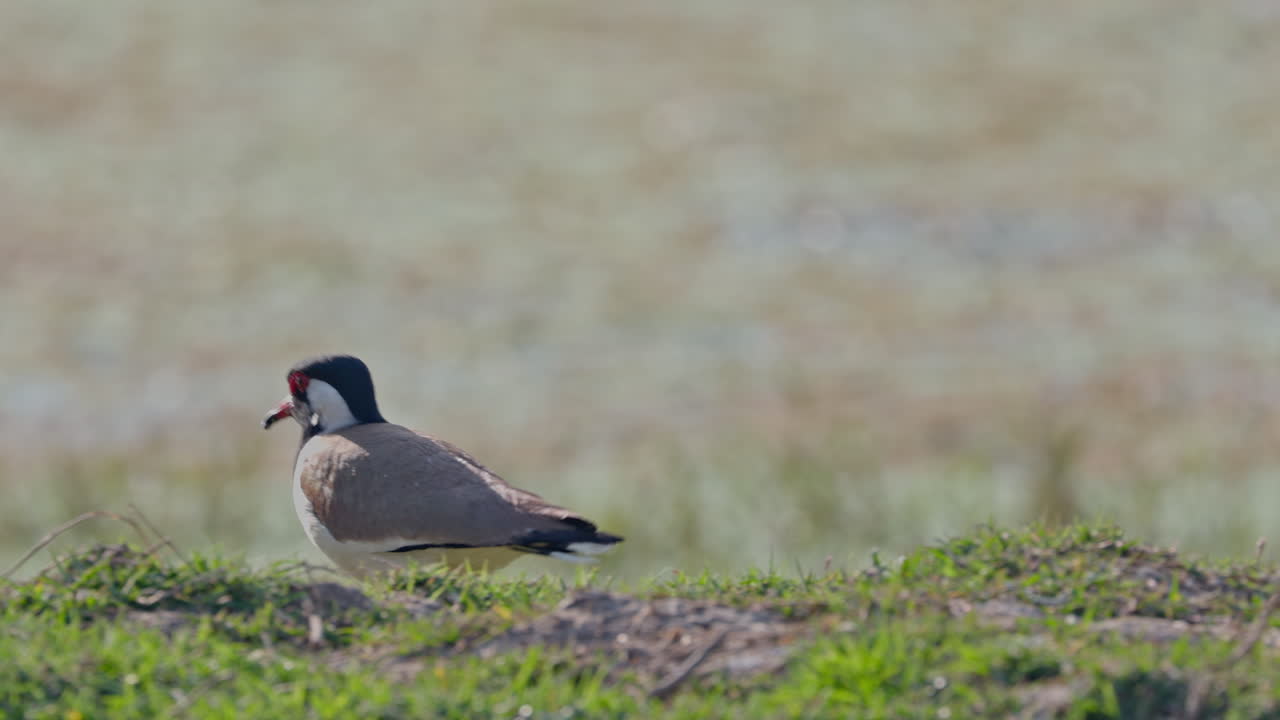 Asian lapwing, Venellus indicus, ecosystem. A red wattled lapwing searching food in the grass field in keoladeo bird sanctuary, India.