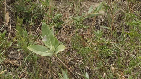 una pequeña mariposa pálida vuela desde la hoja cuando se le acerca una hormiga
