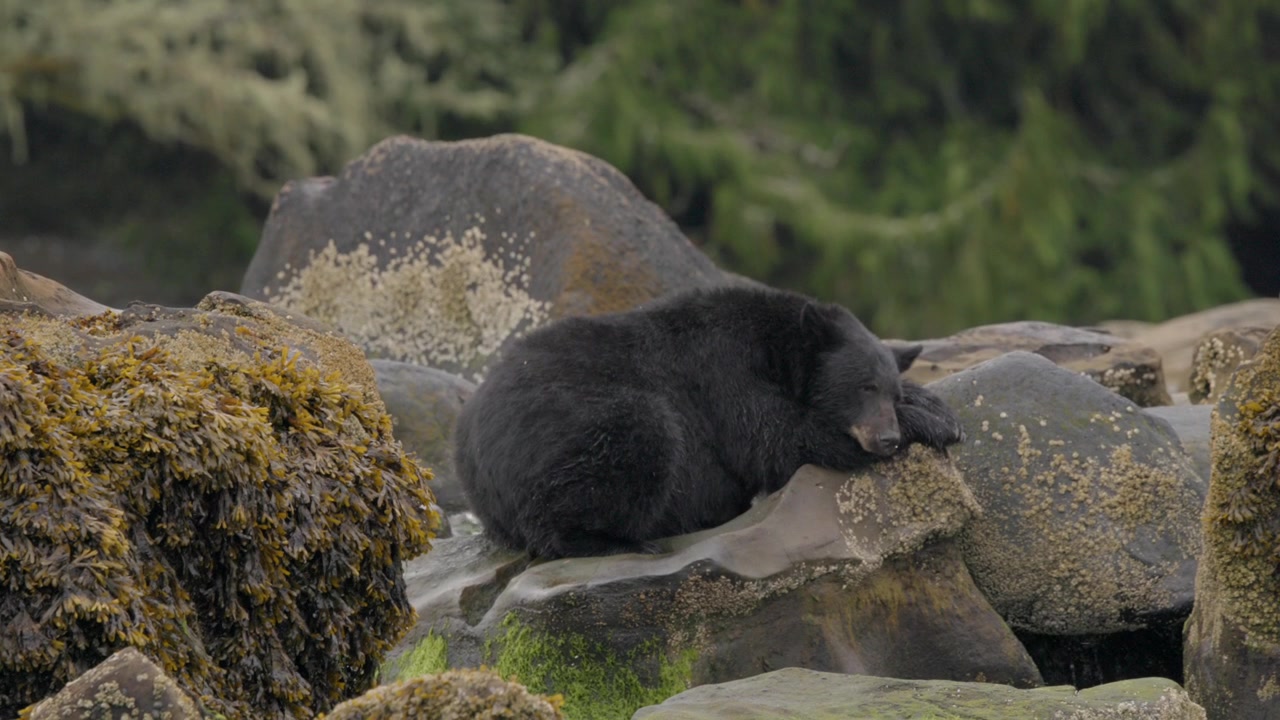 Orso nero che riposa e dorme su rocce accanto a un fiume dopo aver mangiato un salmone.