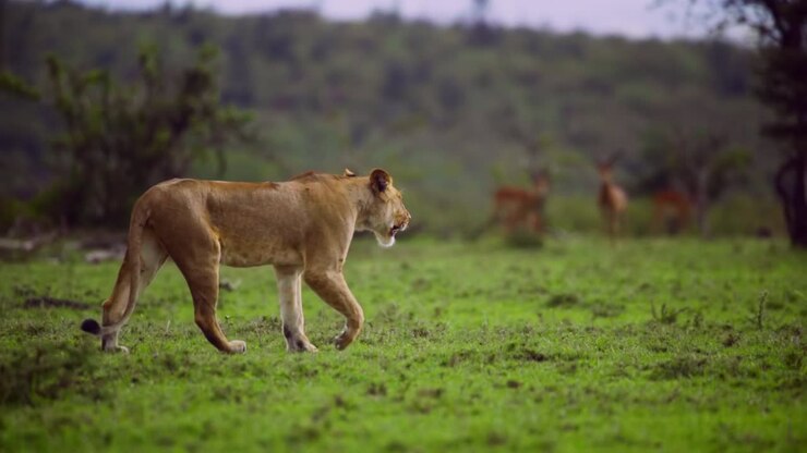 Lioness Walking Through Scrubland 01